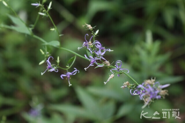 여름정원에 핀 영아자꽃. 사진 강나리 기자.