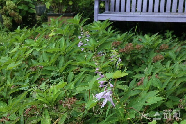 보랏빛 벤치와 어울리는 참비비추꽃. 사진 강나리 기자.