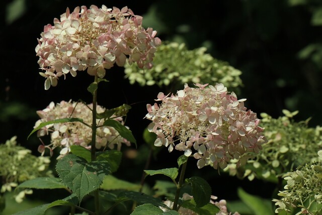 여름정원의 큼지막한 목수국. 사진 강나리 기자.