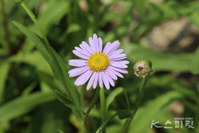 숲의 명예의 전당 인근에서 발견한 벌개미취, 고려쑥부쟁이라고도 불린다. 사진 강나리 기자.
