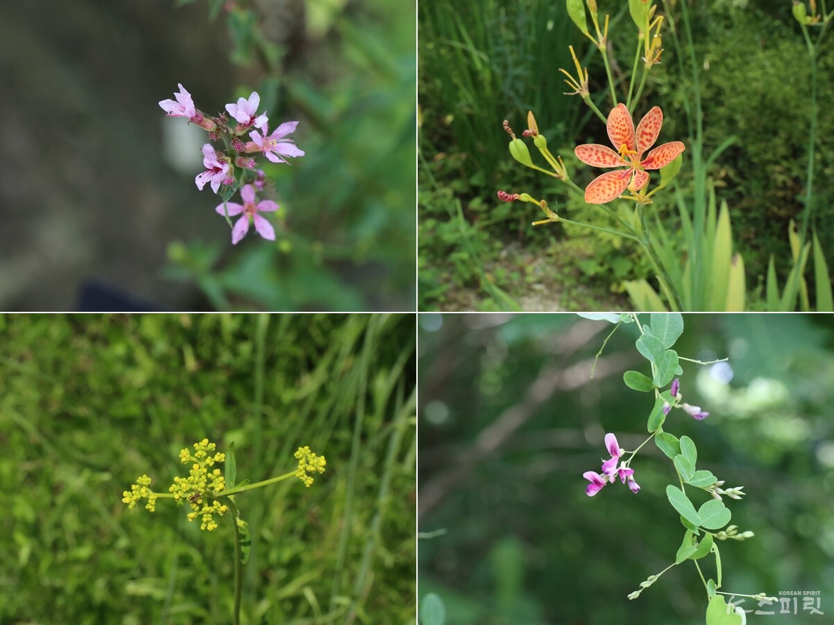 (시계방향으로) 우리 산야에서 널리 피는 털부채꽃, 범부채꽃, 참싸리꽃, 마타리꽃. 사진 강나리 기자.