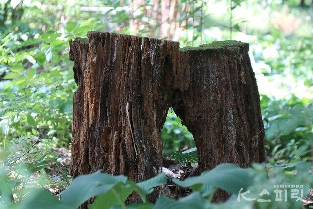 오래된 나무그루터기도 사연을 간직한 듯 하다. 사진 강나리 기자.