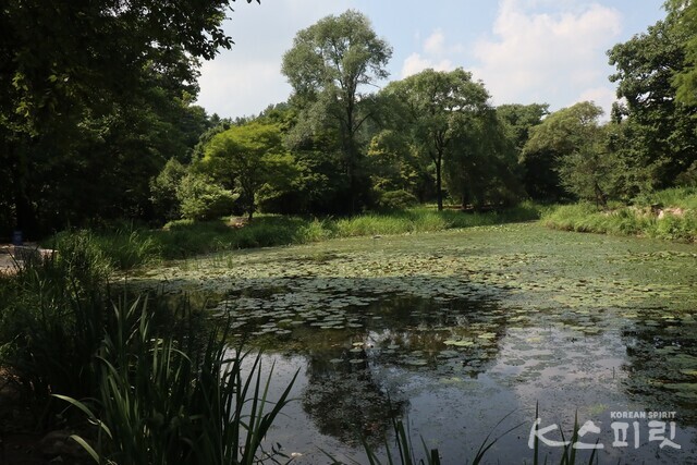 국립수목원 수생식물원. 연못 속에 하늘과 주변 풍경이 담겼다. 사진 강나리 기자.