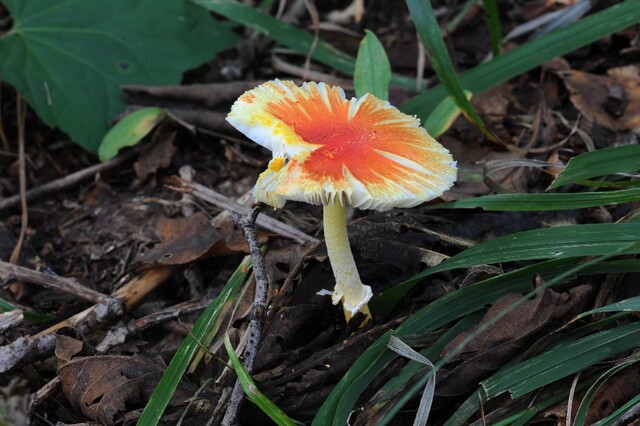 붉은주머니광대버섯. 이미지 국립산림과학원.