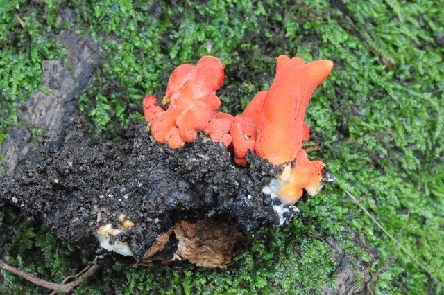 붉은사슴뿔버섯. 이미지 국립산림과학원.