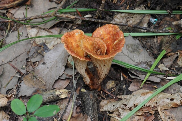 나팔버섯. 이미지 국립산림과학원.