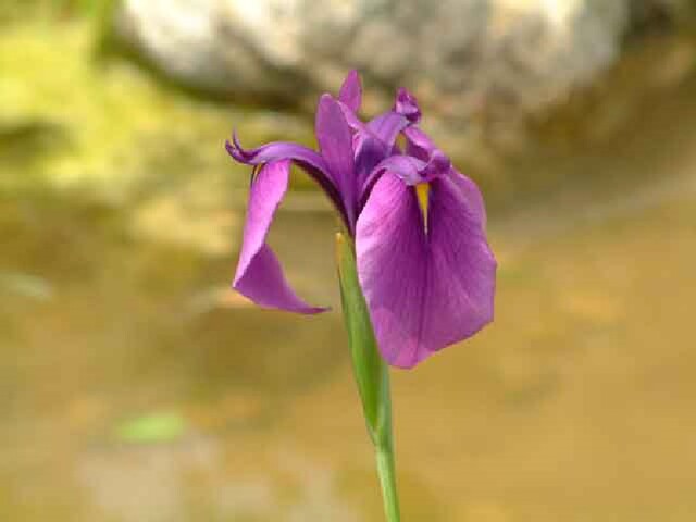 부채붓꽃. 이미지 국립수목원.