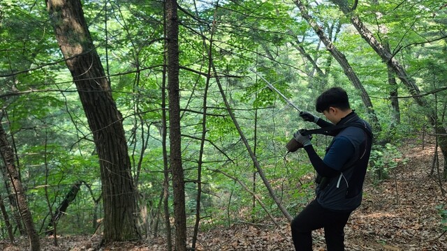 국립수목원 광릉숲에서 토종 장수하늘소 모니터링 하는 모습. 사진 국립수목원.