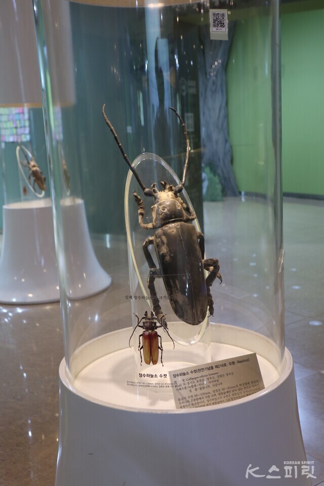 국립수목원 산림박물관 내 장수하늘소 전시물. 장수하늘소 수컷은 66~100mm, 암컷은 60~90mm이다. 사진 강나리 기자.