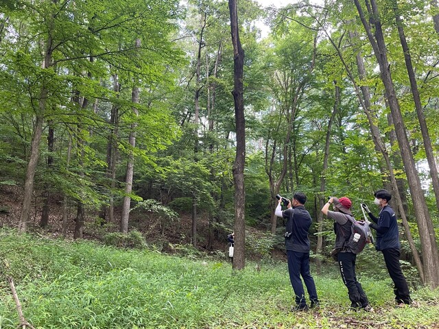 장수하늘소 모니터링. 사진 국립수목원.