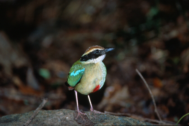 야생생물 Ⅱ급 여름나그네새 팔색조. 사진 국립생태원 멸종위기종 복원센터 제공.