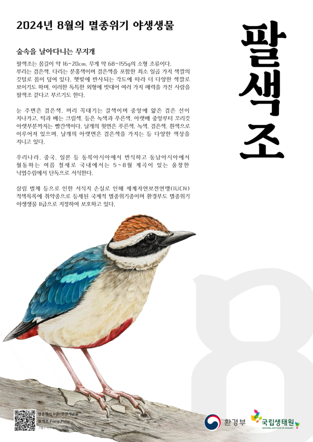 환경부는 이달의 멸종위기 야생생물로 팔색조를 선정했다. 포스터 환경부.