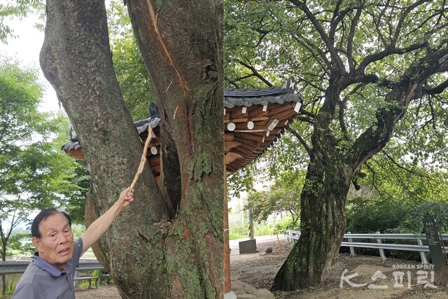 전남 담양군 창평면 연화마을 연화정 앞 당산나무에 지난 17일 번개로 인해 칼자국 같은 상처가 남았다. 번개 흔적을 설명하는 마을주민 송태영 씨. 사진 오소후 시인.