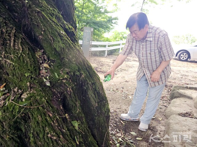 상처입은 당산나무를 위로하는 연화마을 주민 채동기 씨. 사진 오소후 시인.