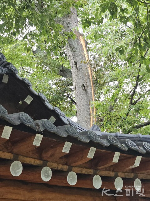 연화정 지붕 뒤편으로 번개가 남긴 상흔을 고스란히 보여주는 나무. 사진 오소후 시인.