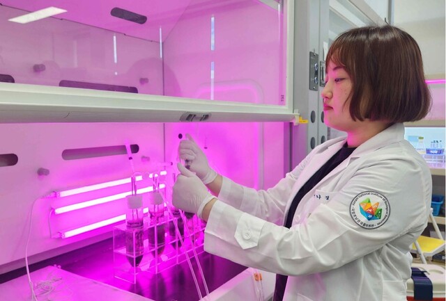 노스톡 속 HNIBRCY4의 광생물반응기 샘플링 사진. 이미지 국립호남권생물자원관.