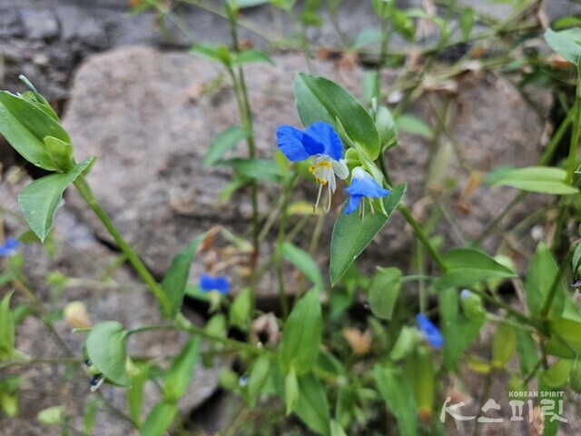 길가 담벼락에 이른 아침 피어난 닭의장풀. 사진 강나리 기자.
