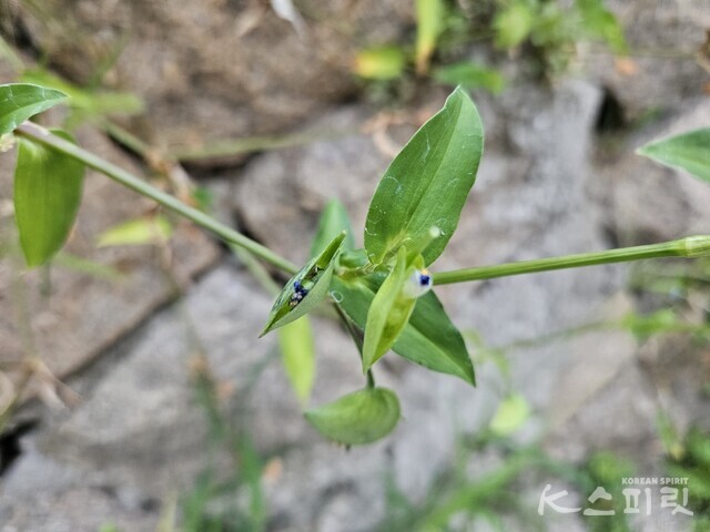 반원형 포엽 속을 비집고 피어나는 닭의장풀(달개비)꽃. 사진 강나리 기자.