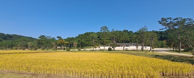 세종대왕릉 위토답 전경. 이미지 국가유산청.