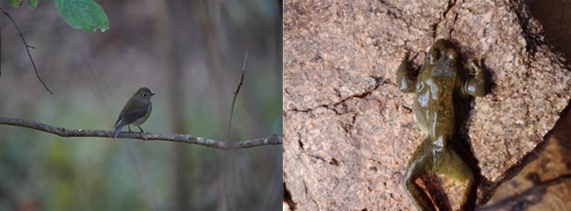 유리딱새와 계곡산개구리. 이미지 환경부.