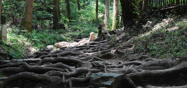남도 끝자락 전남 강진 정약용 남도유배길 2코스. 다산초당으로 오르는 숲길 소나무가 뿌리를 드러내 핏줄처럼 이어진다. 사진 남도유배길 누리집 갈무리.