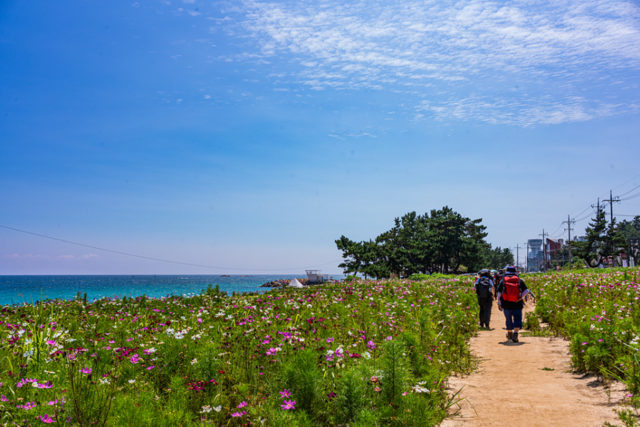 강릉바우길 5구간 '바다호숫길' 16km. 2024년 8월 초 모습. 사진 강릉바우길 누리집 갈무리.