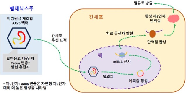 헴제닉스주 작용기전. 이미지 식약처.