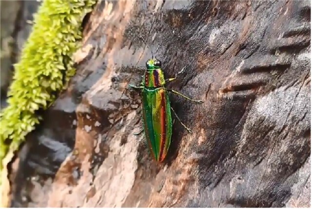 내장산국립공원 비단벌레. 이미지 국립공원공단.