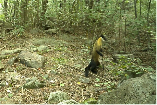 속리산국립공원 담비. 이미지 국립공원공단.