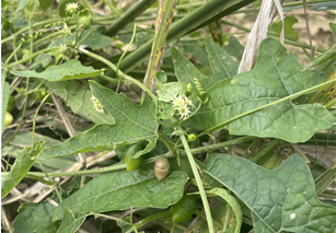 국립낙동강생물자원관은 제주도와 남부지방에 자생하는 담수식물 '뚜껑덩굴'에서 식중독 원인균인 황색포도상구균의 항생제 내성을 유발하는 생물막 형성을 90% 억제하는 '퀘르세틴' 성분을 확인 특허출원했다. 사진 환경부.