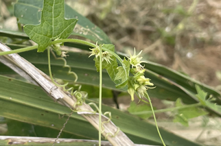 한해살이 자생식물 '뚜껑덩굴'의 꽃. 7~8월에 개화한다. 사진 환경부.