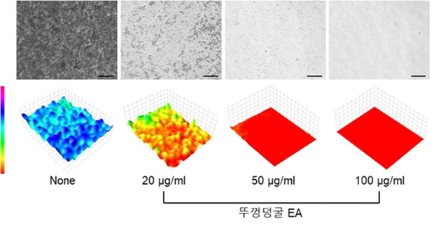 뚜껑덩굴 추출물의 농도에 따른 항생물막 활성 효능. 추출물을 처리하지 않은 경우 생물막이 형성되어 청색으로 나타나며 뚜껑덩굴 추출물의 EA분획물을 처리한 경우 농도에 비례해 생물막 형성이 억제되어 적색으로 나타난다. 사진 환경부.