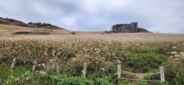 신불산 억새. 이미지 산림청.