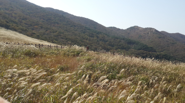 간월산 억새. 사진 신불산폭포자연휴량림 누리집 갈무리.