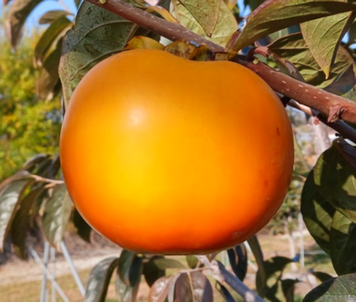 농촌진흥청이 지난해 개발한 단감 신품종 '진홍'. 사진 농촌진흥청.