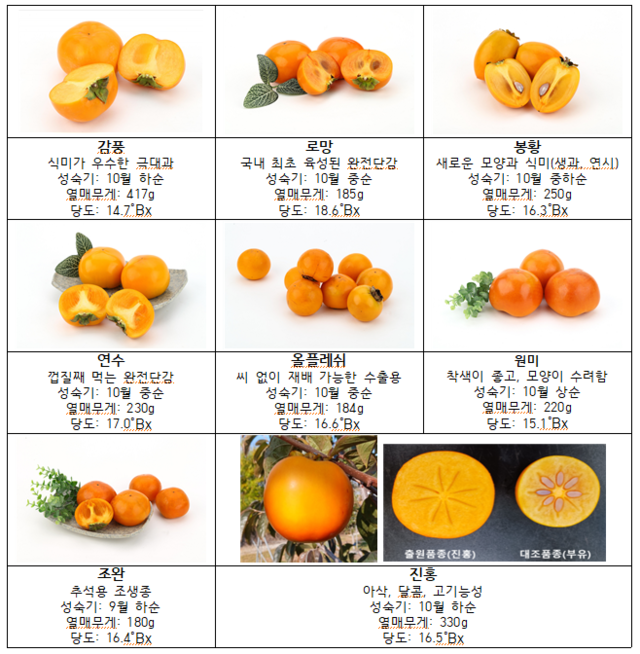 농촌진흥청이 최근 개발한 단감 9개 품종별 특징. 사진 농촌진흥청.