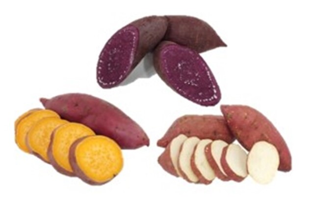 위 신자미(자색고구마), 좌 주황미(호박고구마), 우 진홍미(밤고구마). 이미지 농촌진흥청.