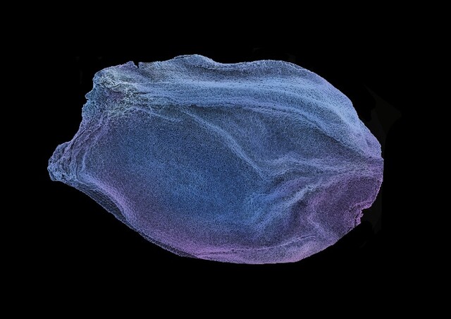 두메부추 Art-SEM 사진. 이미지 국립호남권생물자원관.