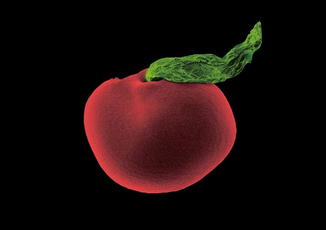 갈퀴현호색 Art-SEM 사진. 이미지 국립호남권생물자원관.