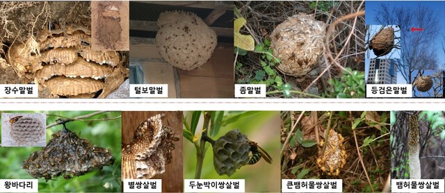 말벌류. 이미지 국립공원공단.