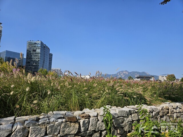 서울 안국역 인근 열린 송현광장 큰 강아지풀 수크령 너울 너머 인왕산 자락. 사진 강나리 기자.