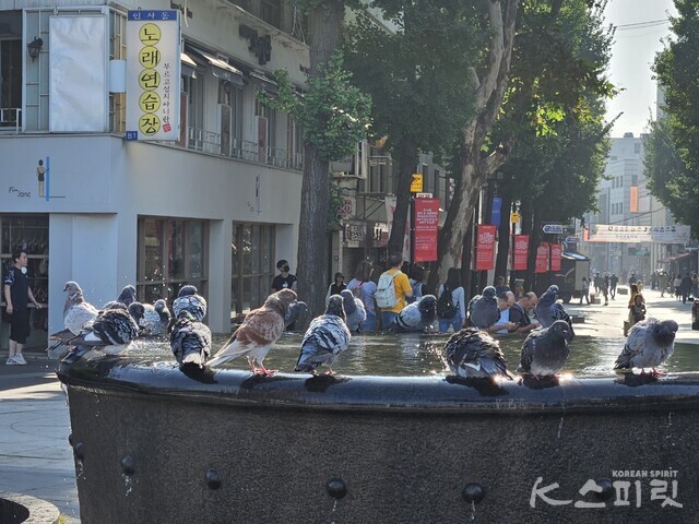 인사동 북광장 아침 햇살아래 목을 축이는 비둘기들. 사진 강나리 기자.