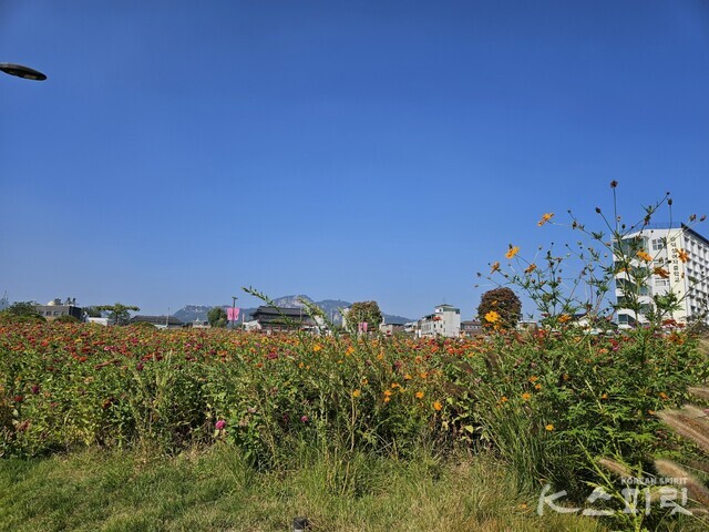 열린 송현 광장에 한가득 핀 백일홍과 코스모스. 사진 강나리 기자.