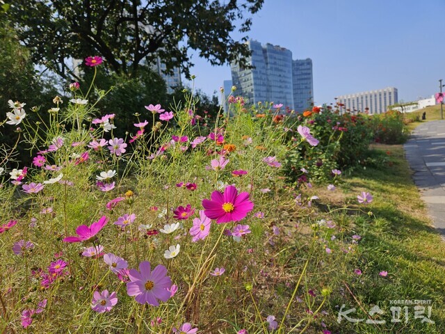 가을을 맞이한 코스모스. 사진 강나리 기자.