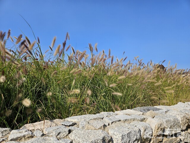 큰 강아지풀이라 불리는 수크령이 열린 송현의 담장이 되어준다. 사진 강나리 기자.