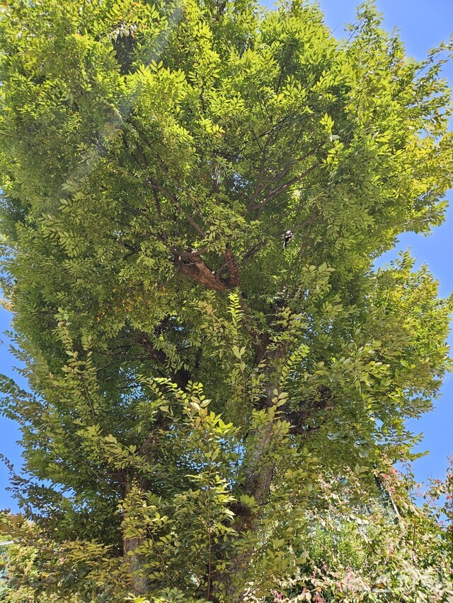 오랜 수령을 자랑하는 정원수. 사진 강나리 기자.