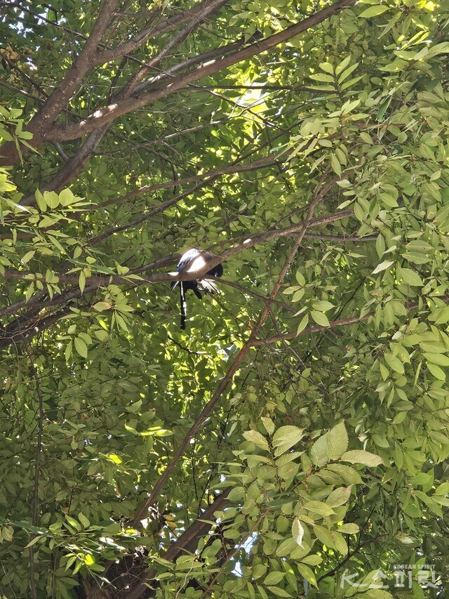가을 햇살 쏟아지는 나뭇가지에서 털을 고르는 까지. 사진 강나리 기자.