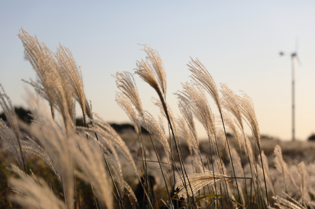 하늘공원 억새 물결. 사진 서울시