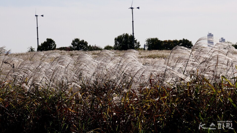 오는 25일까지 열리는 서울억새축제가 열리는 서울 마포구 상암동 하늘공원. 참악새가 가을햇살에 빛난다. 사진 강나리 기자.