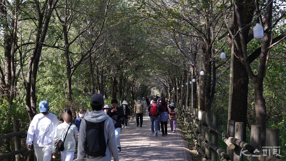 두근두근 하늘공원 억새밭을 향하는 길. 많은 시민과 관광객들이 너른 평원 억새밭을 찾았다. 사진 강나리 기자.